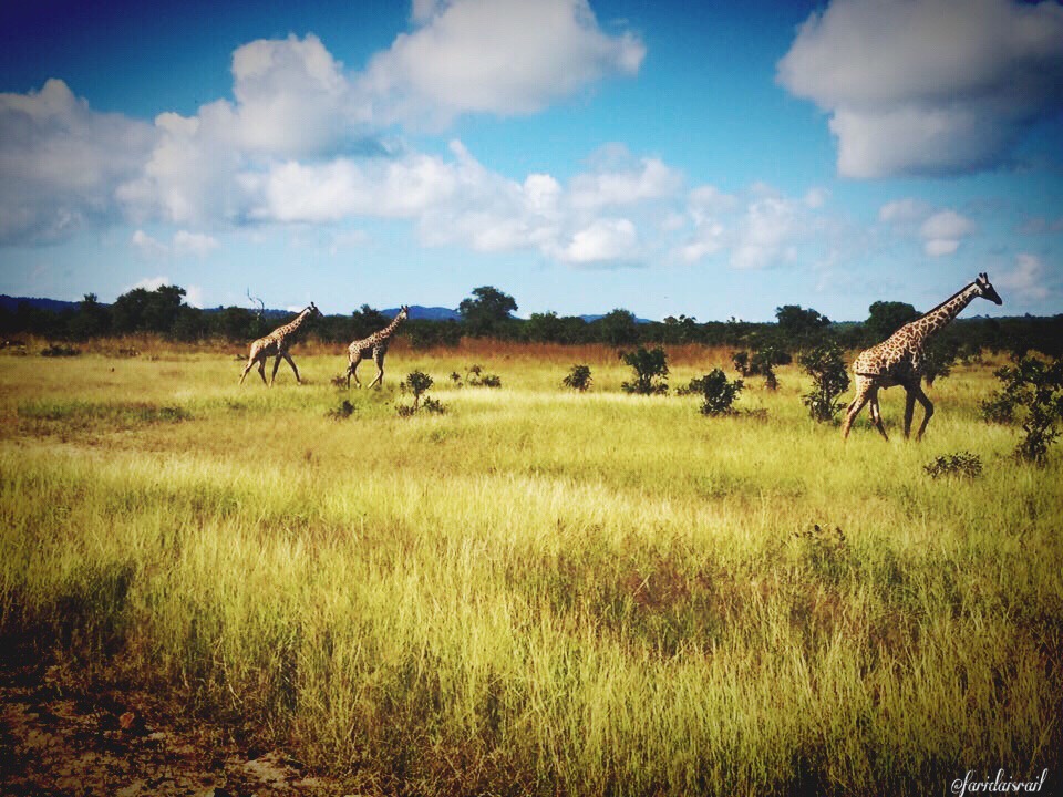 Mikumi national park