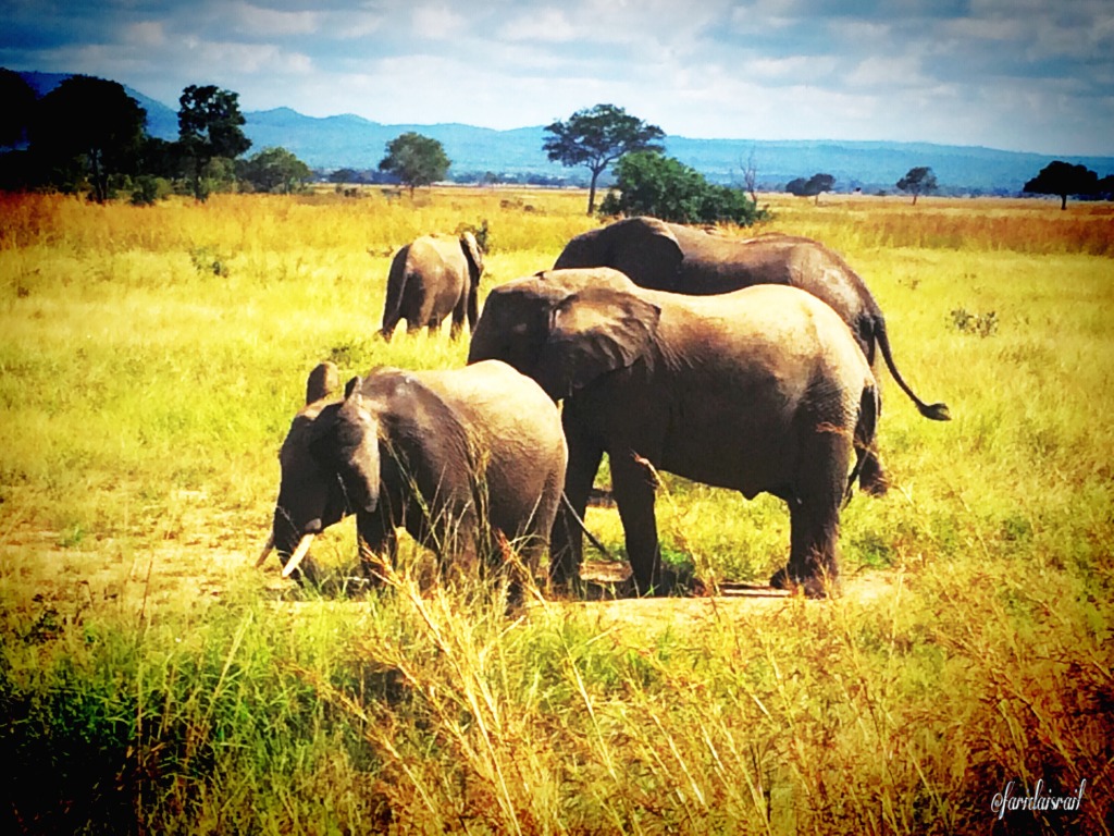 mikumi national park