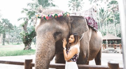 Mason Elephant lodge Bali _ A Luxurious stay with Elephants